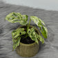 Monstera Frozen Fleckles
