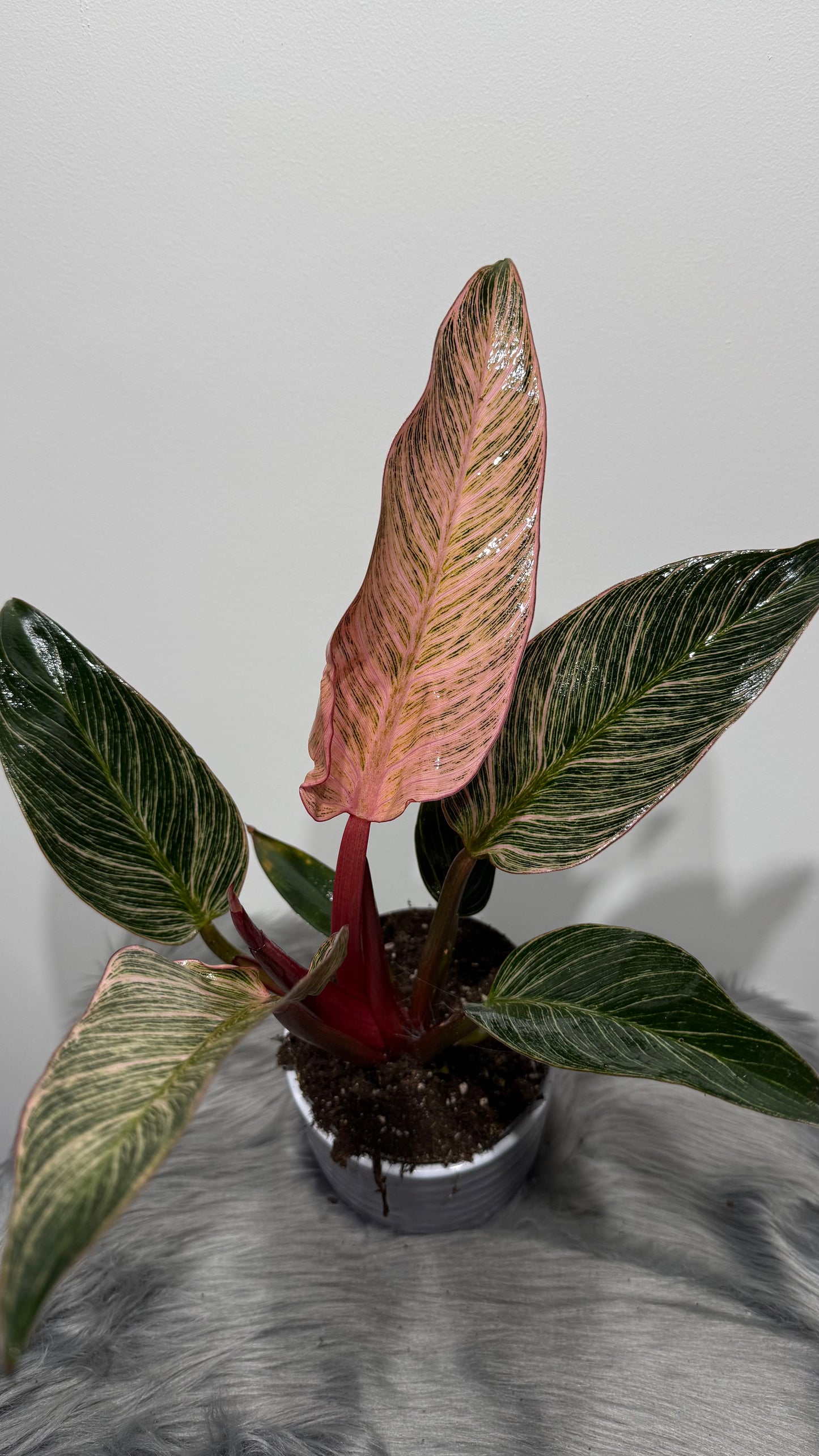 Philodendron Birkin Pink