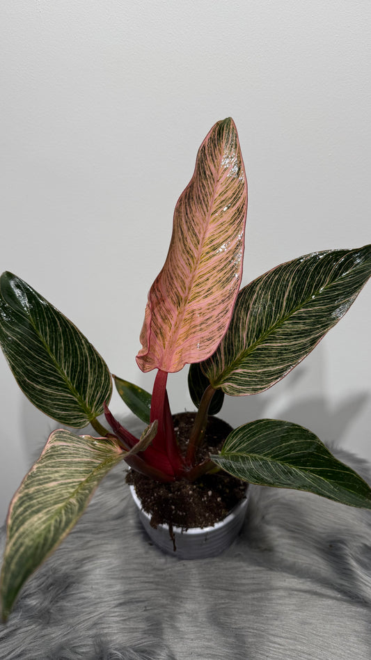 Philodendron Birkin Pink