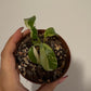 Monstera minima variegata