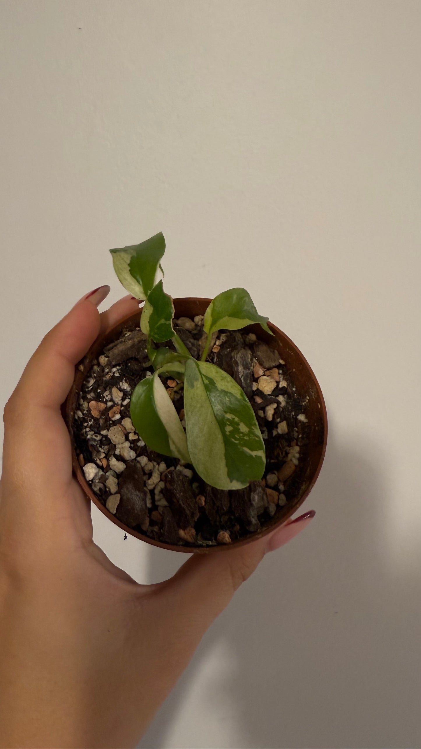 Monstera minima variegata