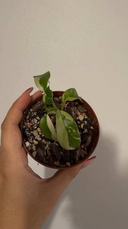 Monstera minima variegata