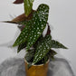 Begonia Maculata