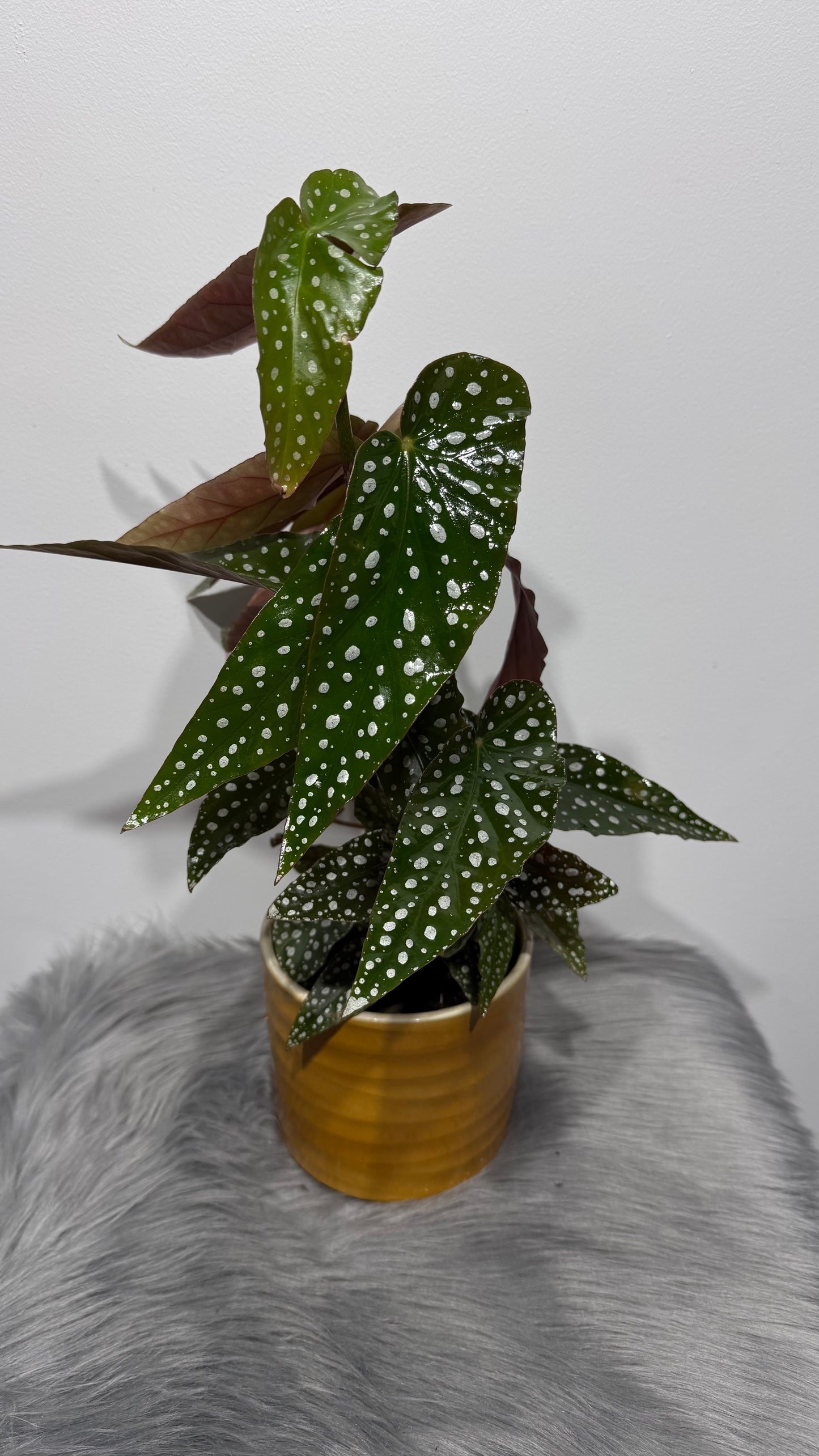 Begonia Maculata