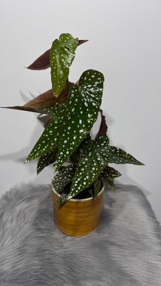 Begonia Maculata