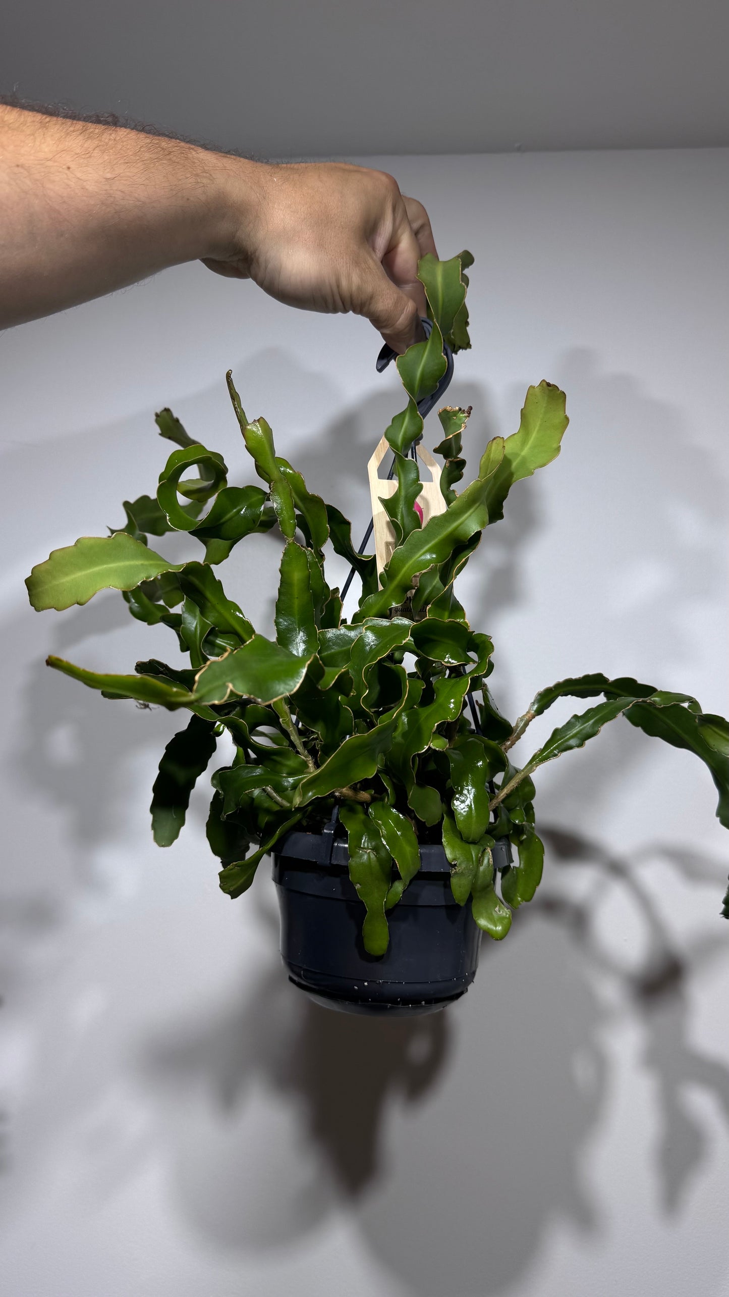 Epiphyllum guatemalense var monstrose