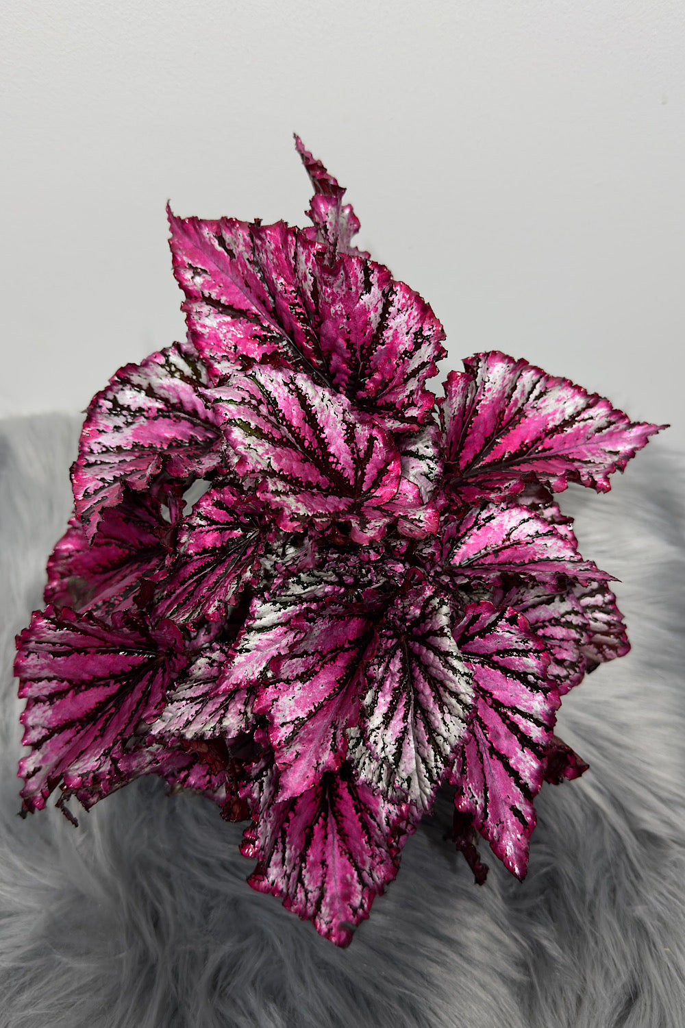 Begonia Rex 7