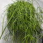 Rhipsalis Baccifera Oasis