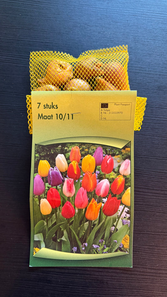 Tulpes 4