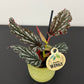 Begonia Angel Wings 5