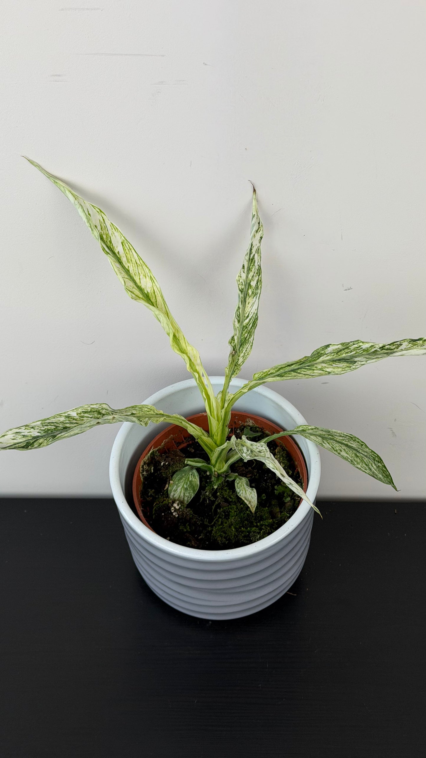Spathiphyllum Sensation Variegata