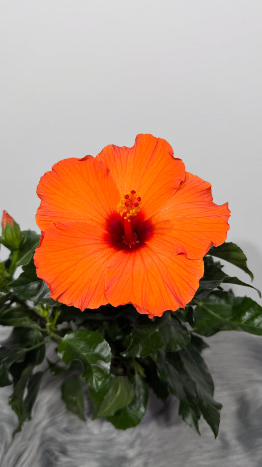 Hibiscus orange Sunny Lucca