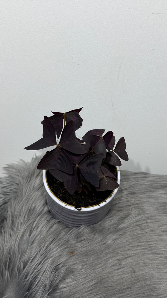 Oxalis