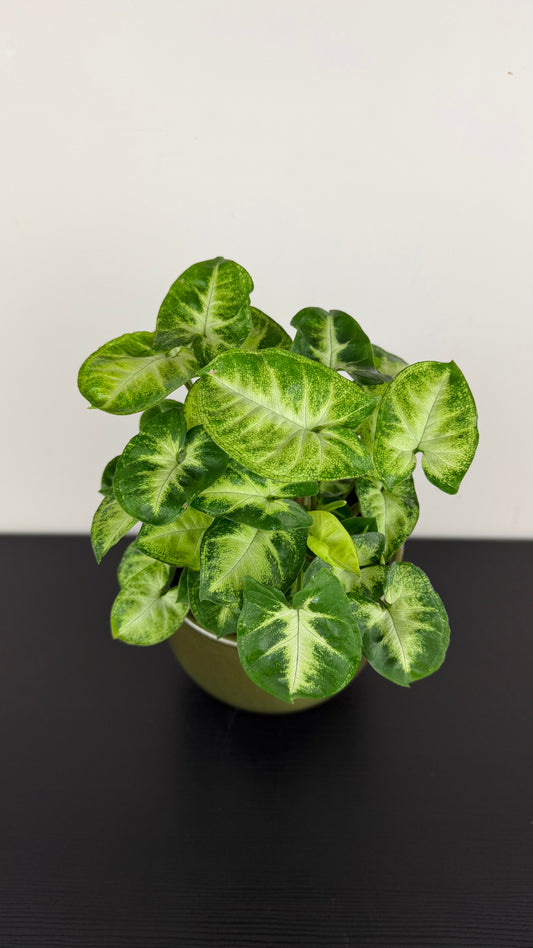 Syngonium Pixie