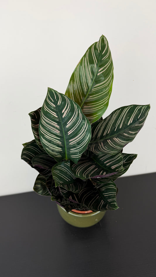 Calathea Sanderiana