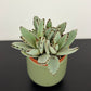 Kalanchoe Tomentosa