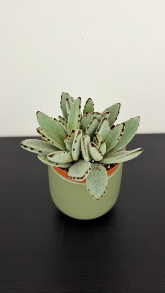 Kalanchoe Tomentosa