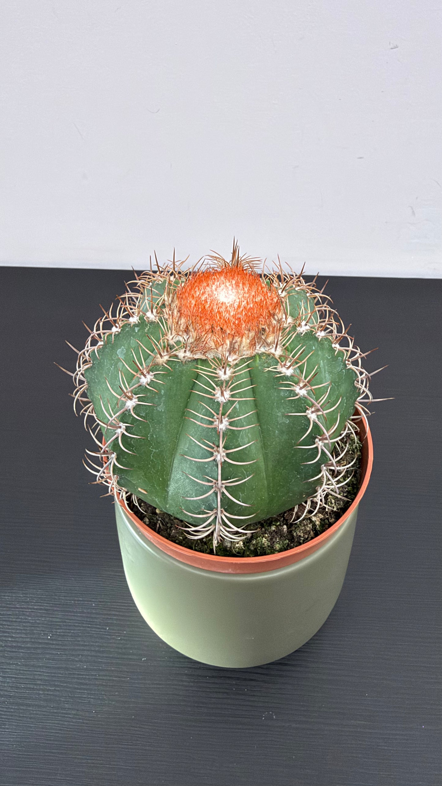 Melocactus Matanzanus