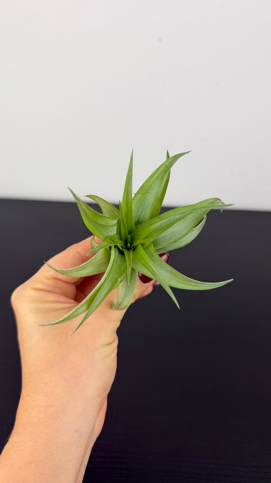 Tillandsia Air plant 9