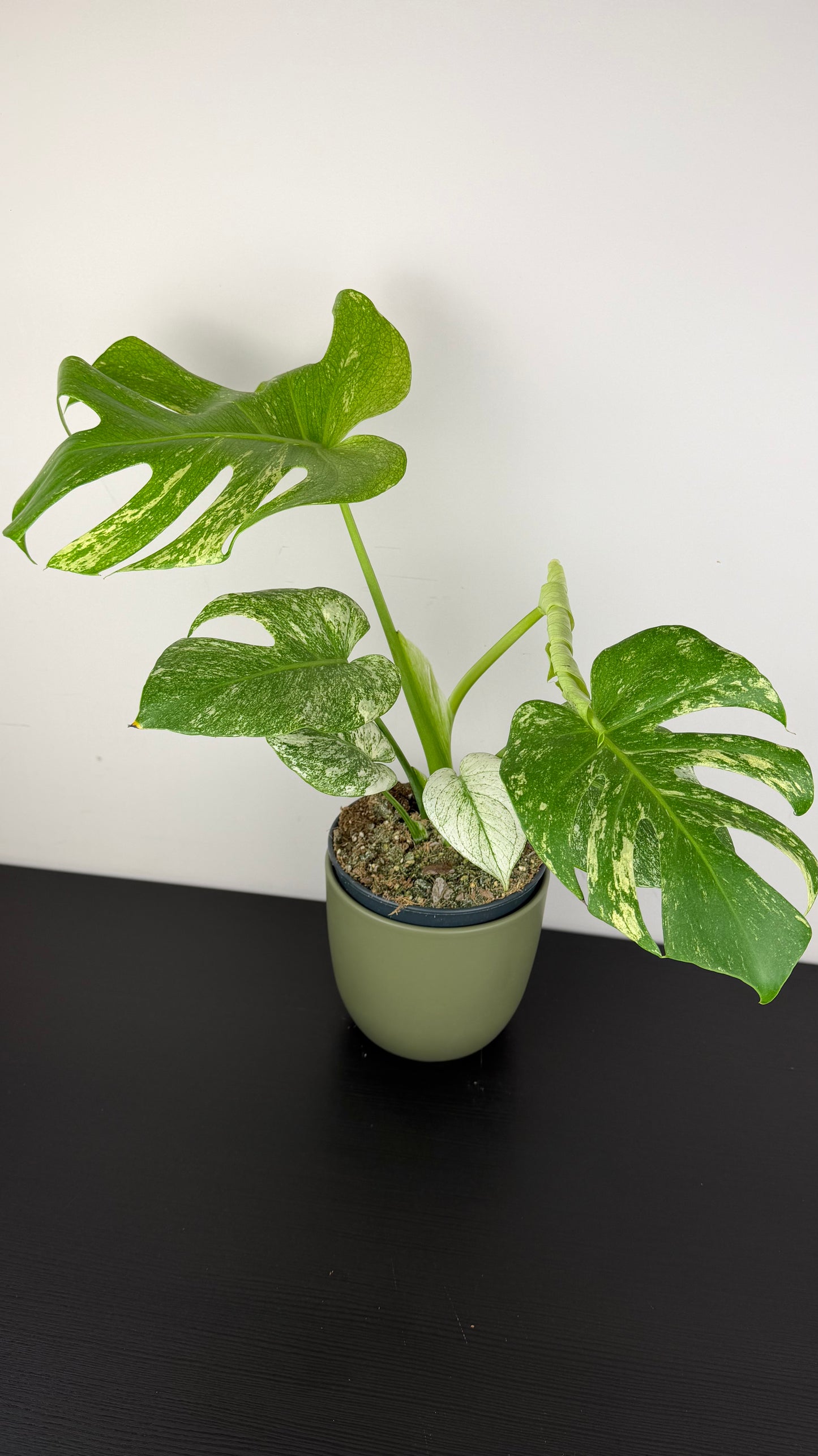 Monstera Mint