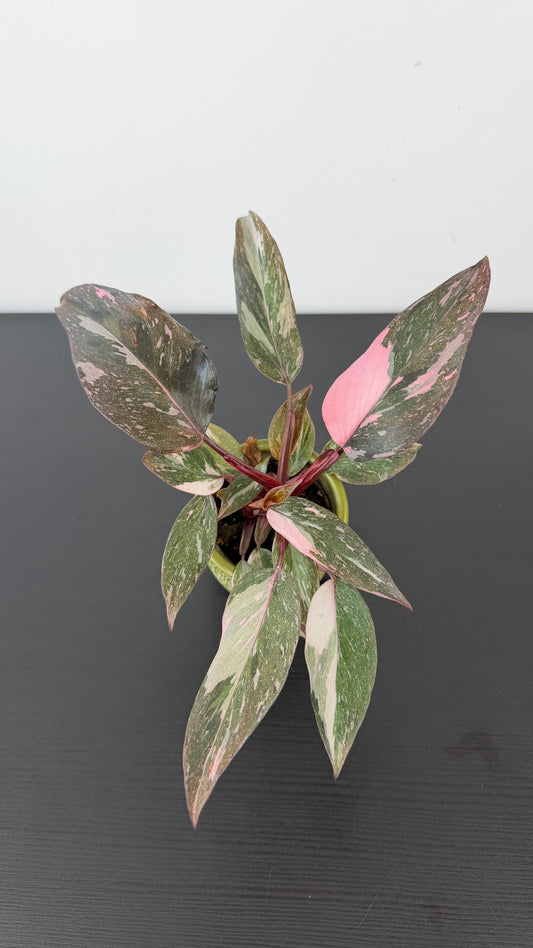 Philodendron Pink Princess Marble