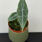 Alocasia Longiloba Silver