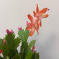 Schlumbergera Orange