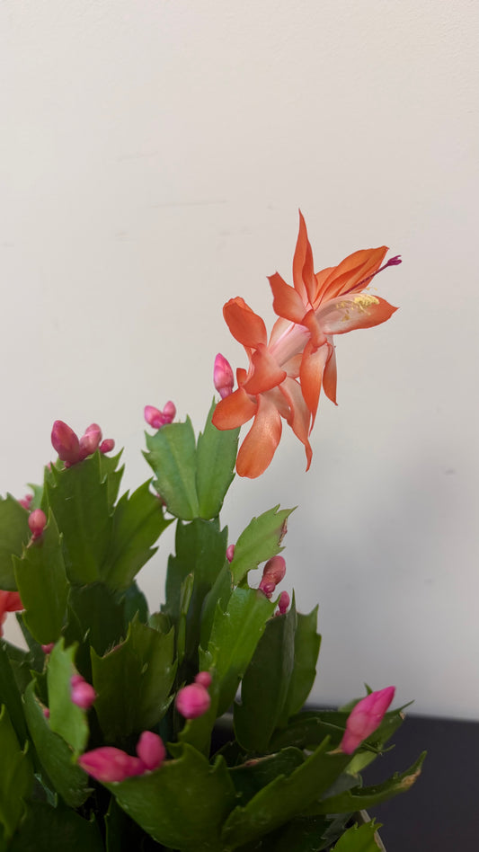 Schlumbergera Orange