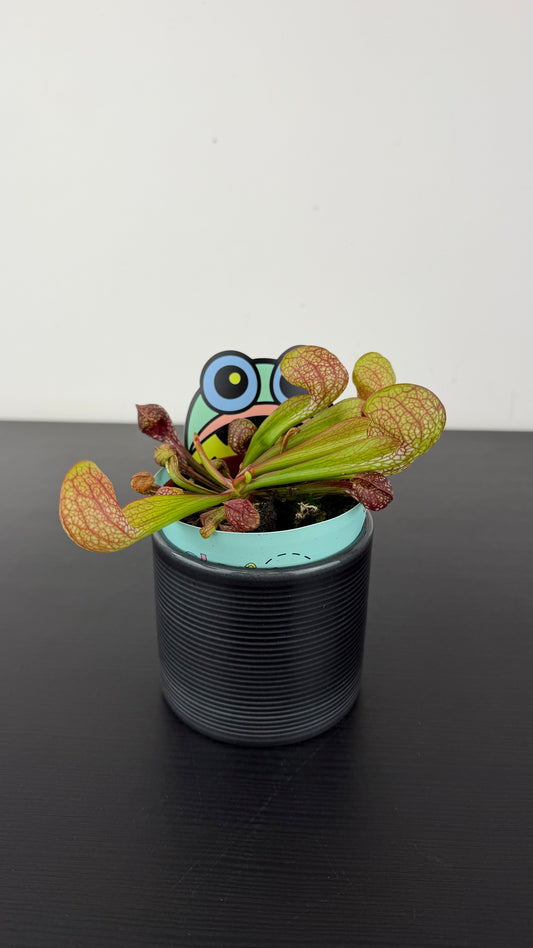 Sarracenia 4