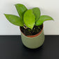 Hoya sp Malang