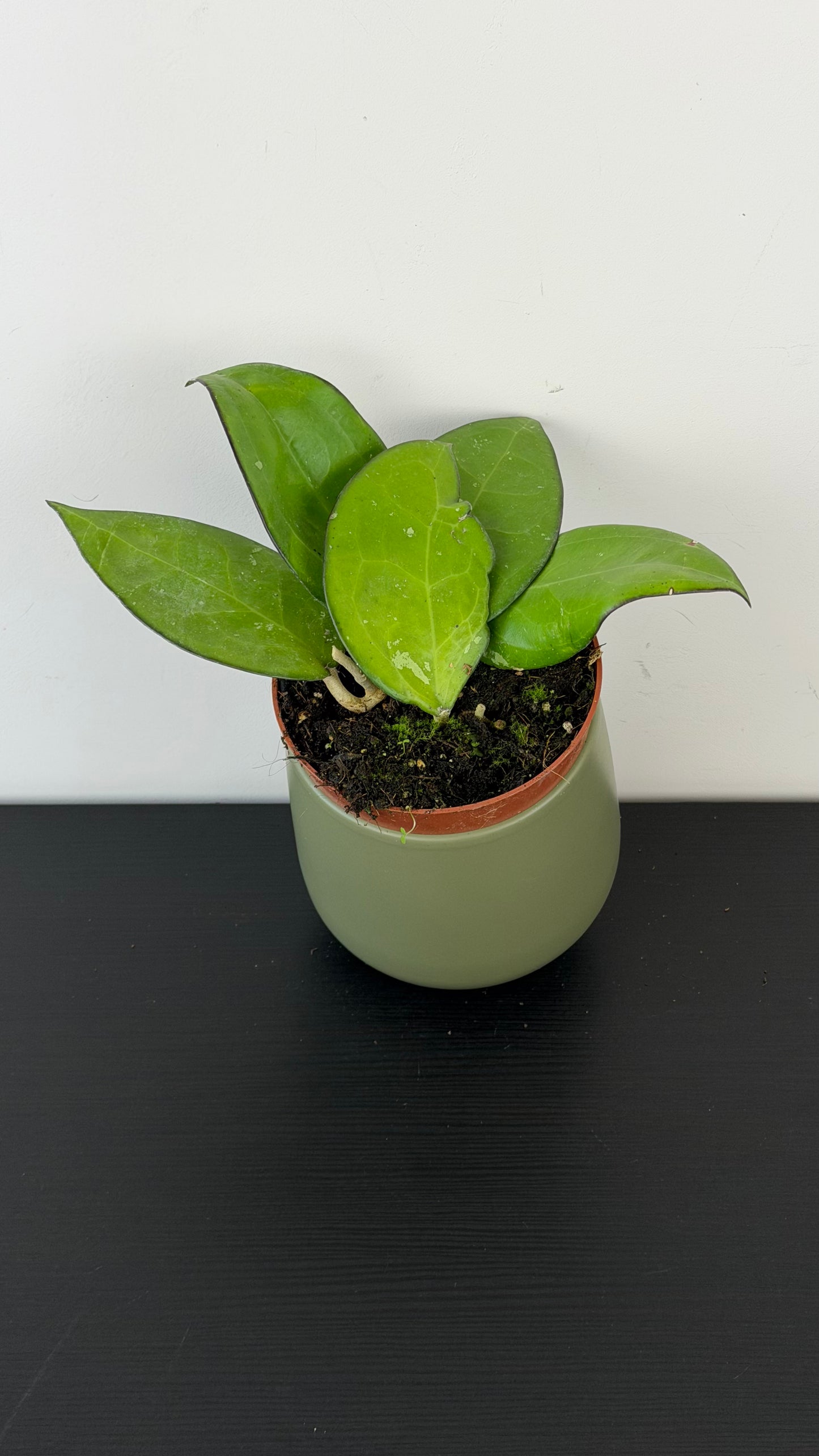 Hoya sp Malang