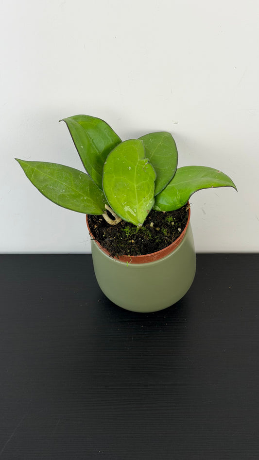 Hoya sp Malang