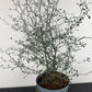 Corokia Cotoneaster