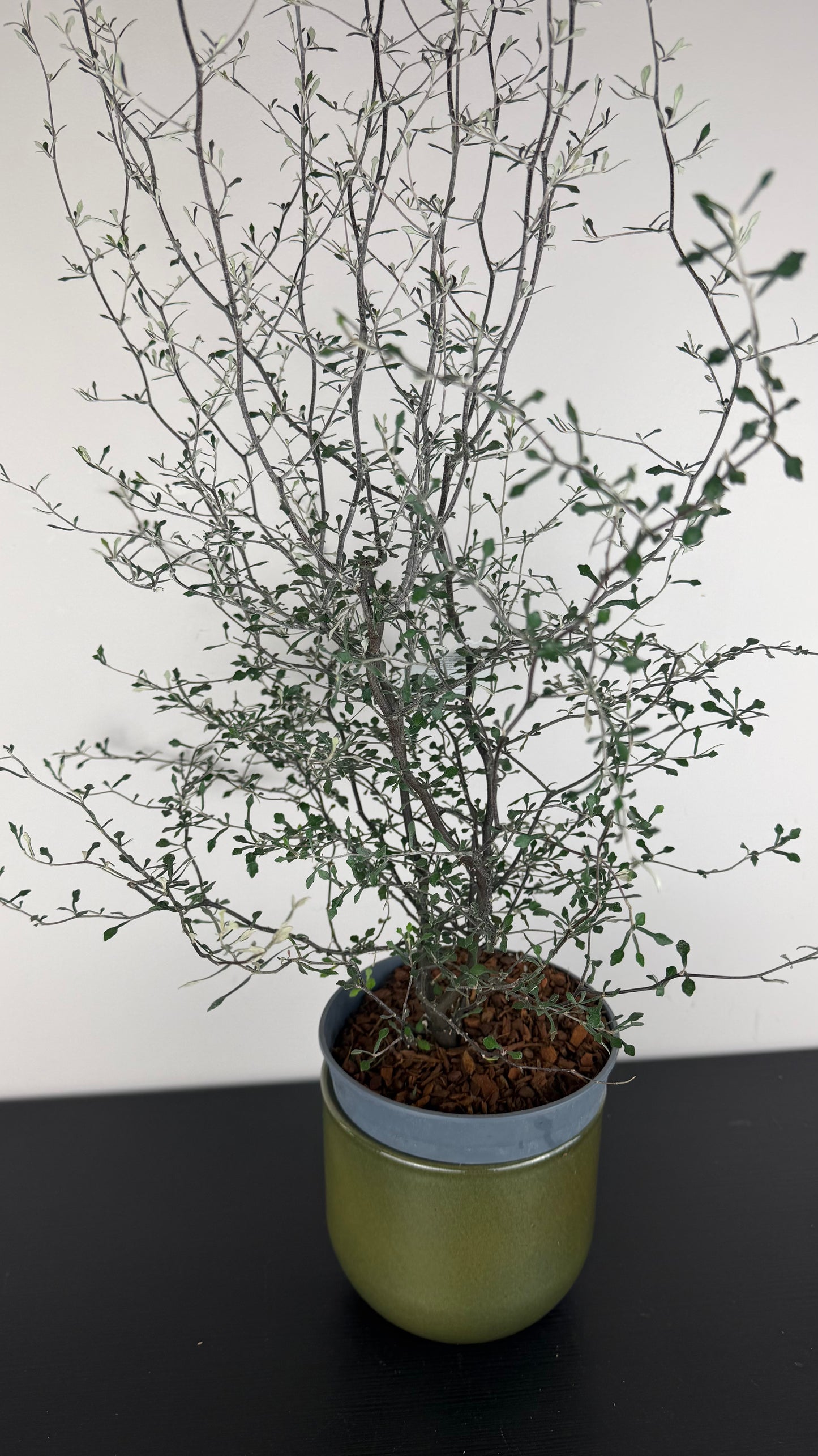 Corokia Cotoneaster