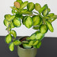 Hoya Australis Lisa