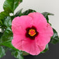 Hibiscus Red/Pink