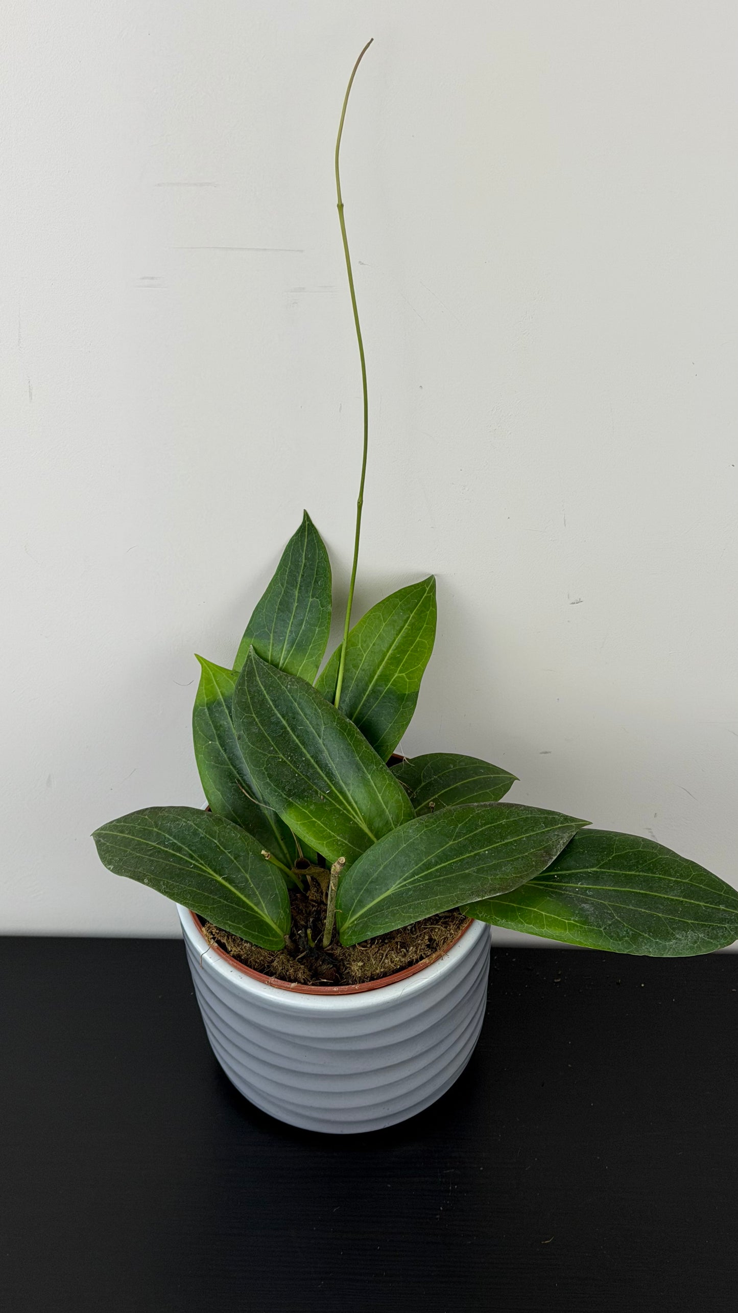 Hoya Soligamiana