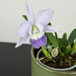 Cattleya 2