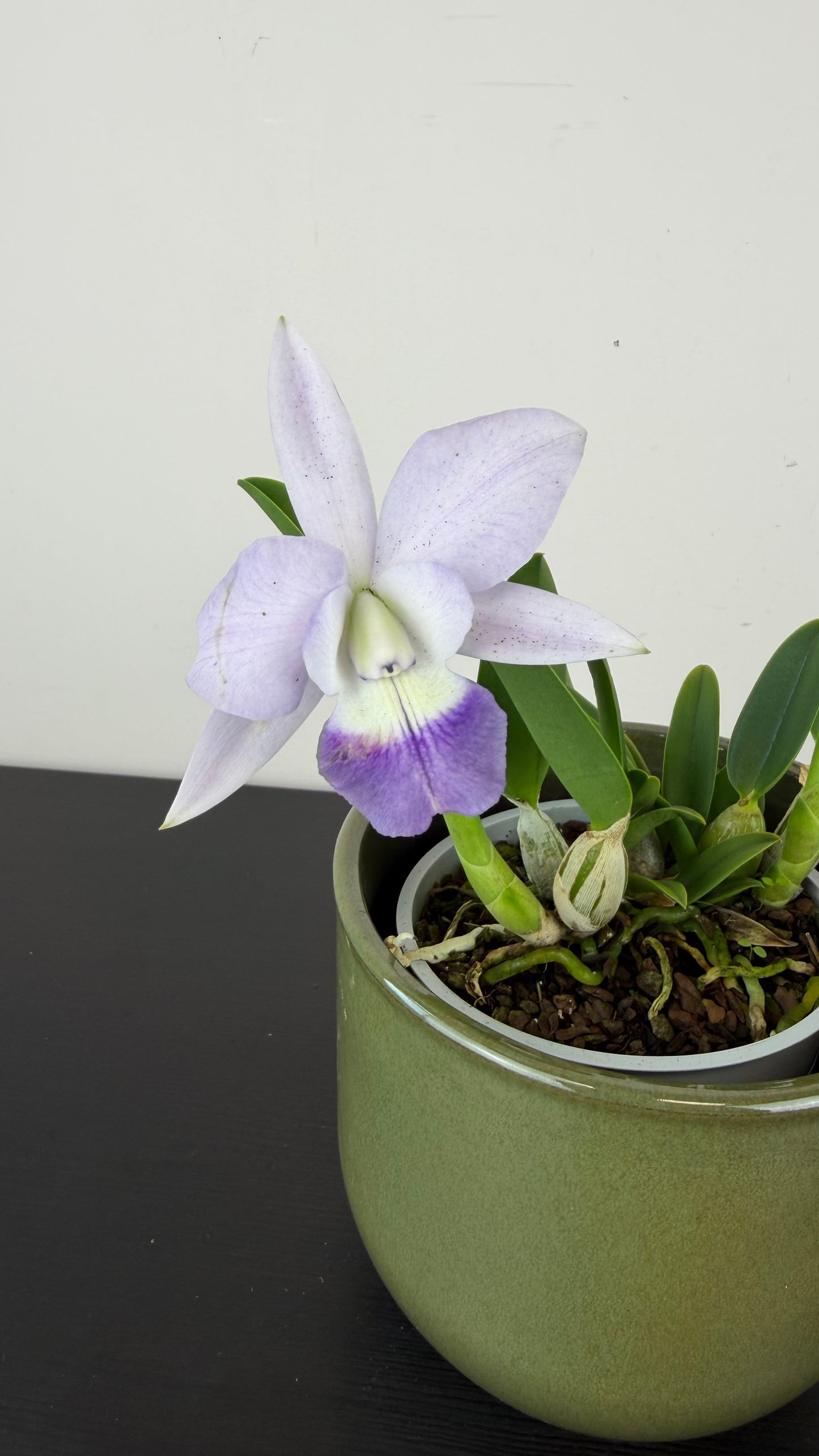 Cattleya 2