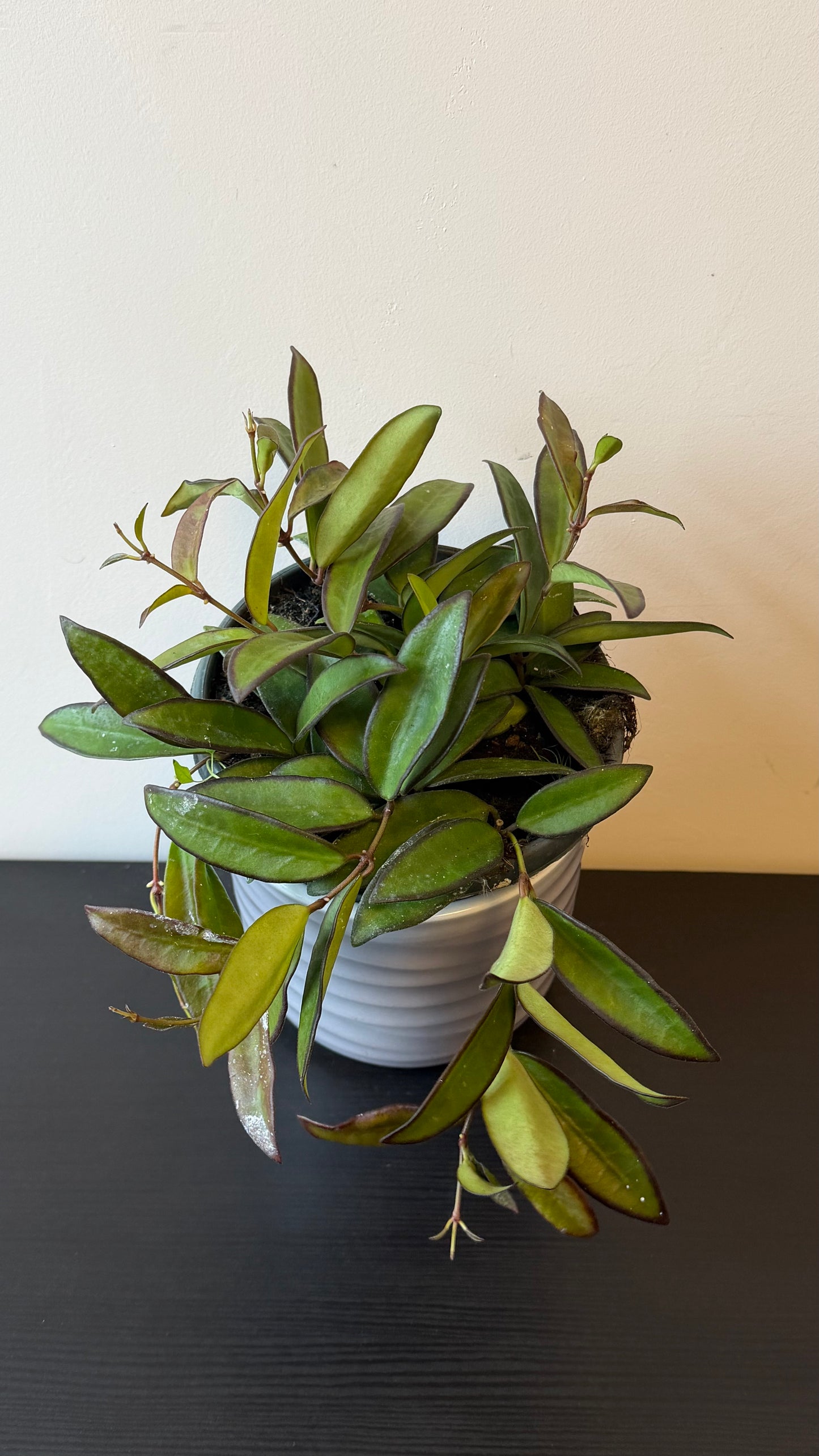 Hoya 'Rosita'