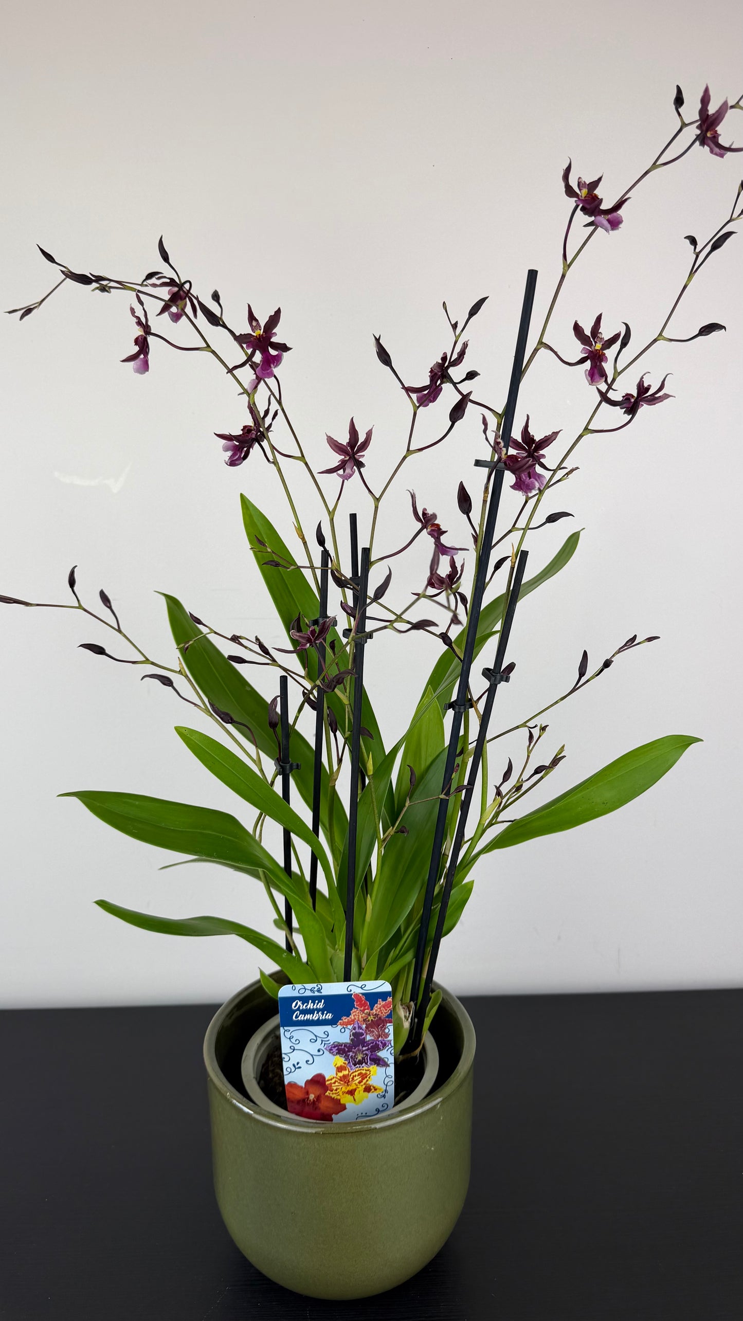 Oncidium Katerina Zoch