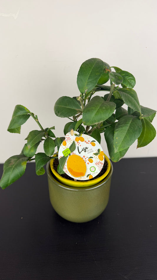 Citrus Meyeri