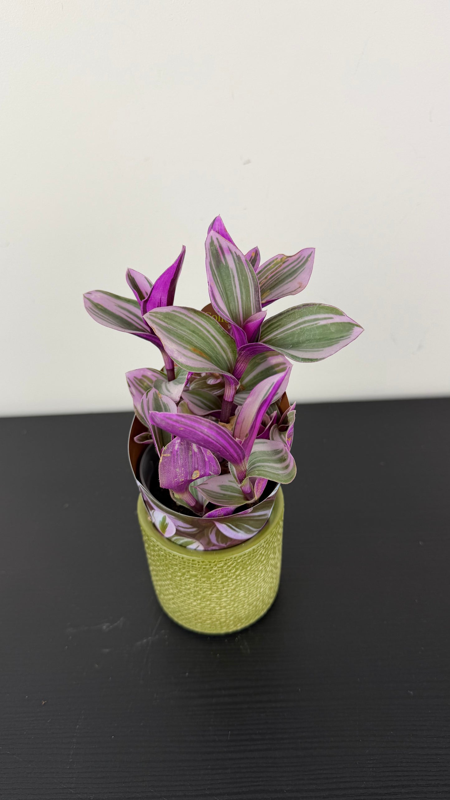 Tradescantia Albovittata