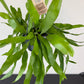 Epiphyllum Pumilum