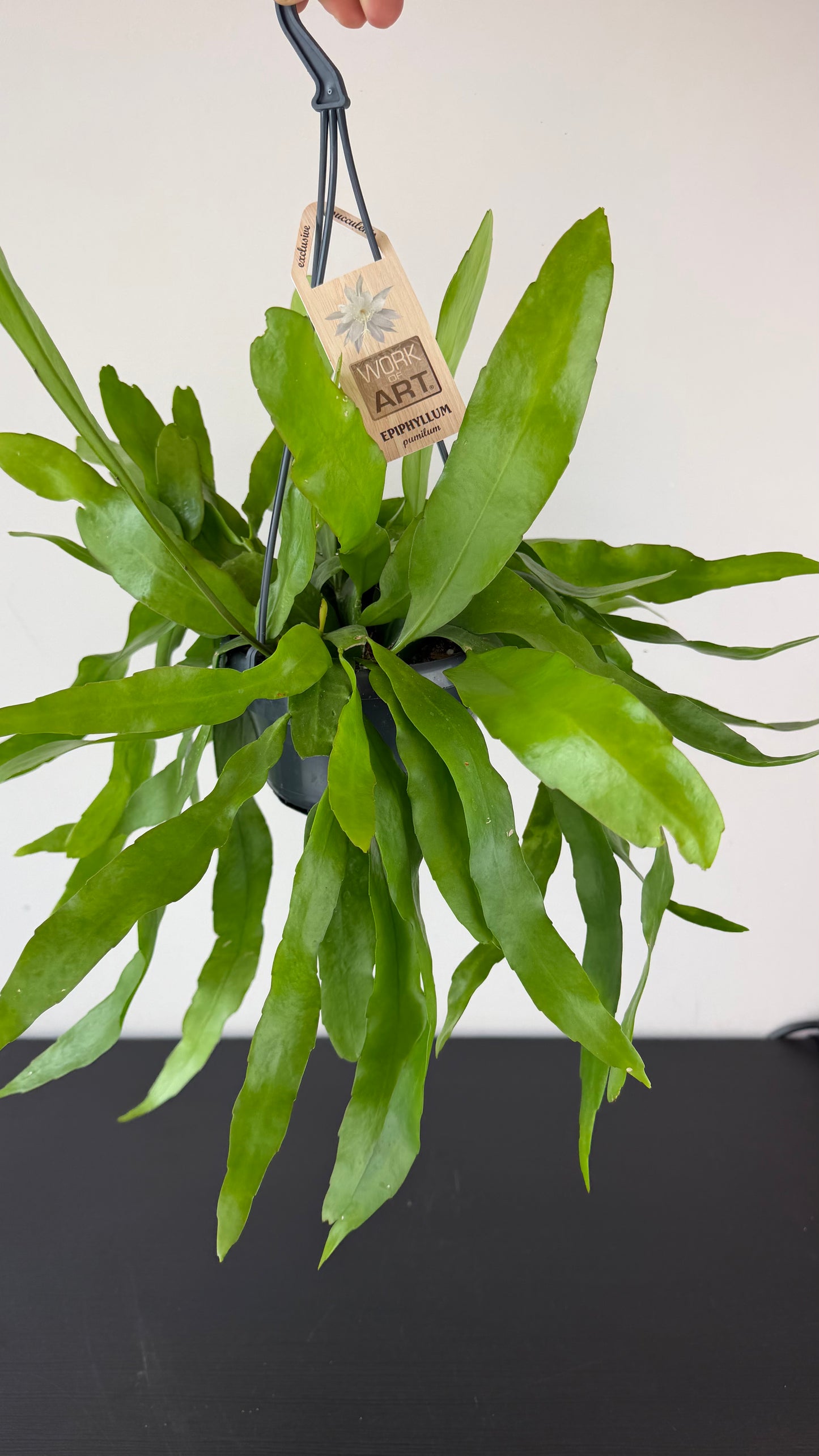 Epiphyllum Pumilum