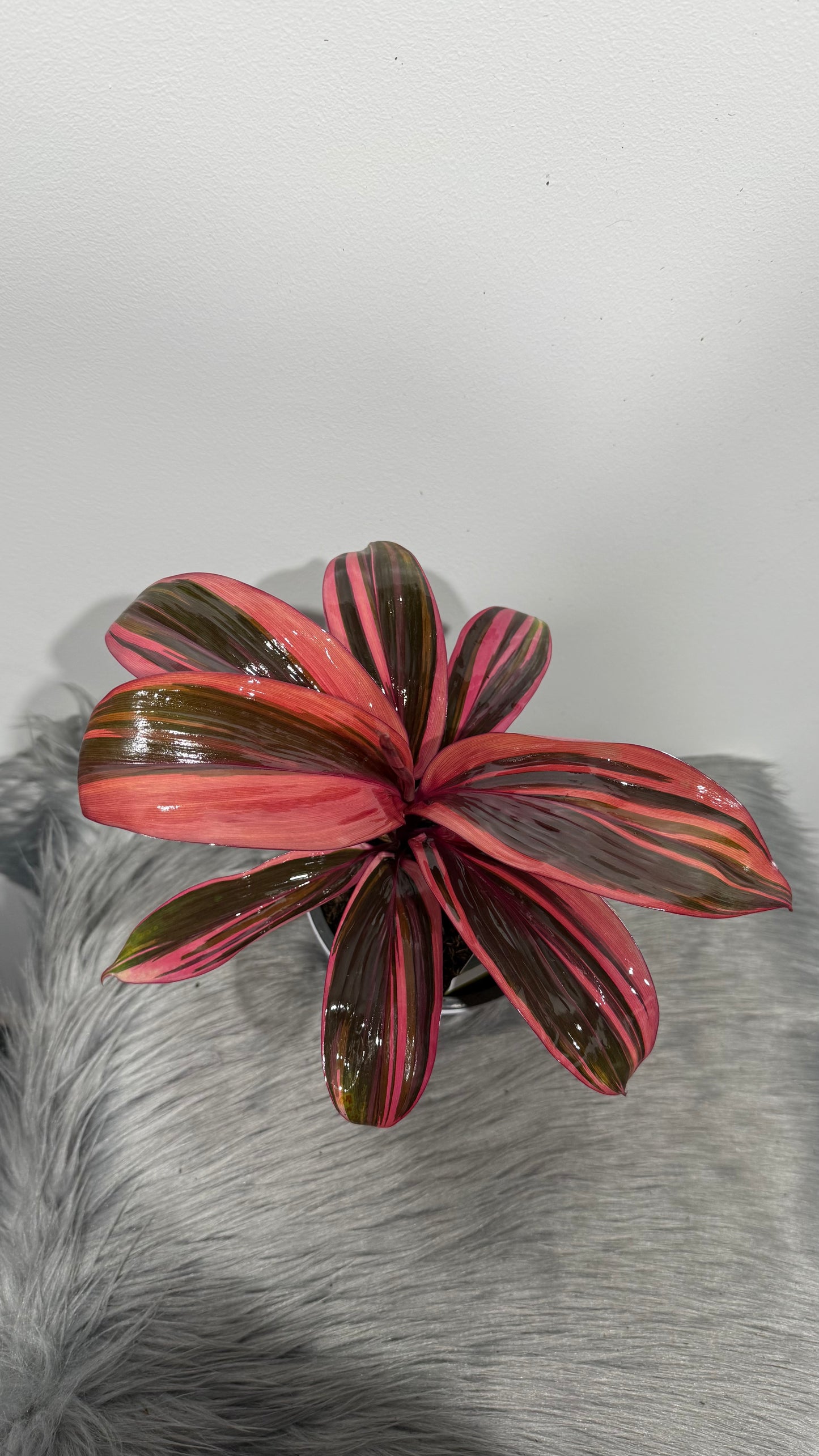 Cordyline 4