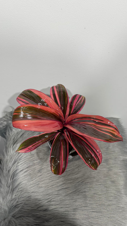 Cordyline 4