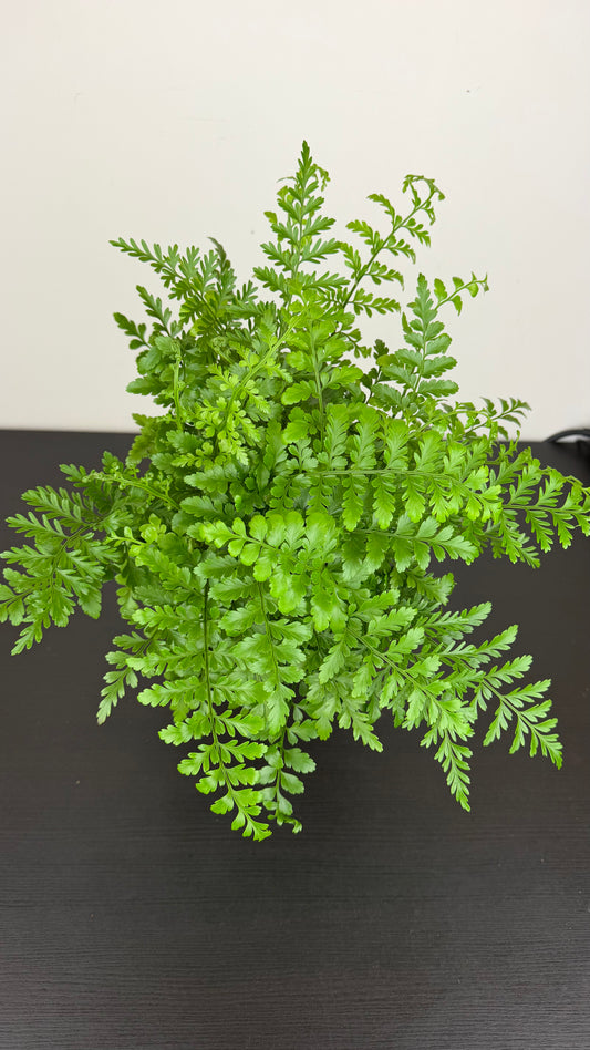 Asplenium Parvati