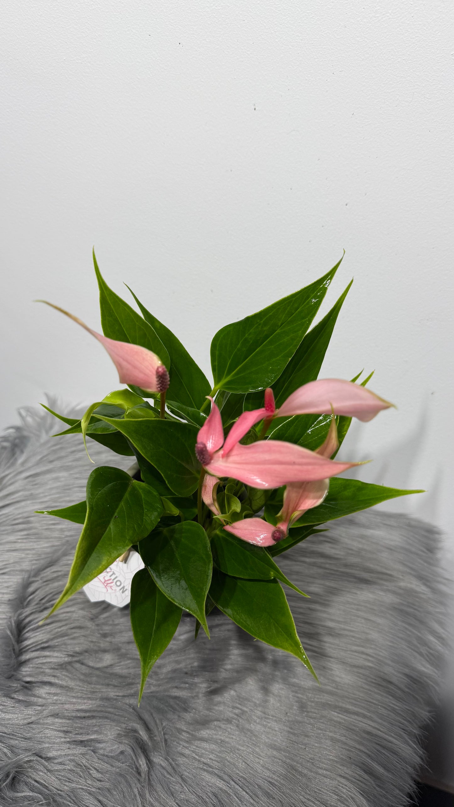 Anthurium Pink