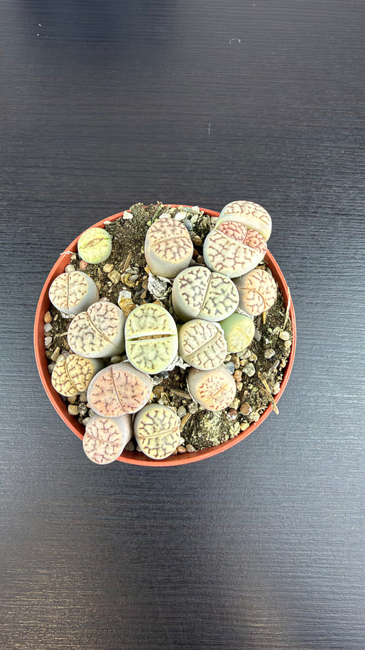 Lithops 1